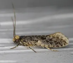 Skin Moth thumbnail 4