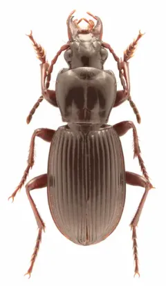 Pterostichus adoxus thumbnail 3