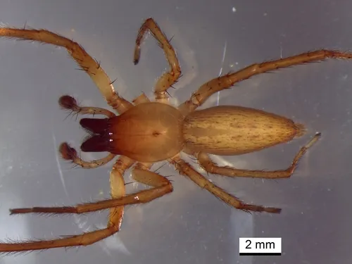 Yellow Ghost Spider