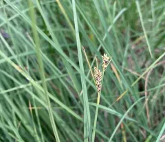 Kellogg's Sedge thumbnail 4