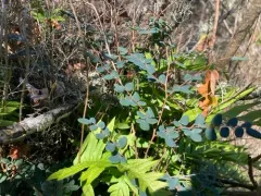 Coffee Fern thumbnail 3