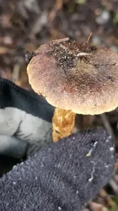 Cortinarius saniosus thumbnail 3