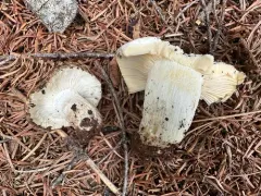 bleached brittlegill thumbnail 2