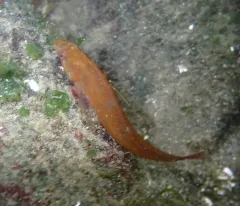 Manacled Sculpin thumbnail 3
