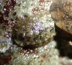 Gould's baby chiton thumbnail 2