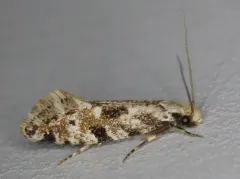 Pale Corn Clothes Moth thumbnail 4