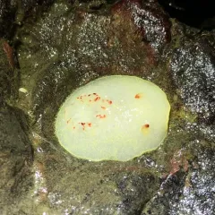Nanaimo Dorid thumbnail 1