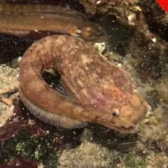 Spotted Snailfish thumbnail 1
