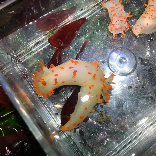 Modest Clown Dorid
