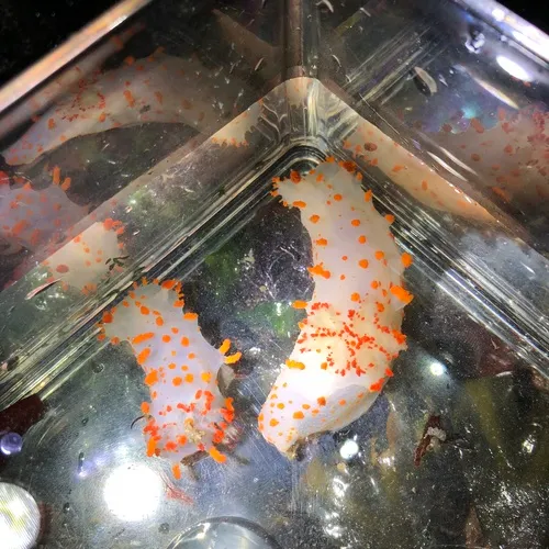 Clown Dorid