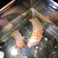 Clown Dorid thumbnail 1