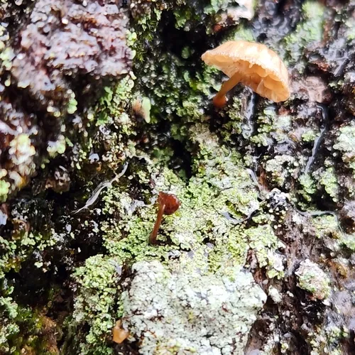 Bark Mycena