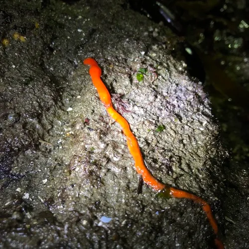 Tubulanus ruber