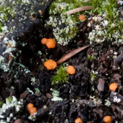 Jelly Spot Fungus thumbnail 2