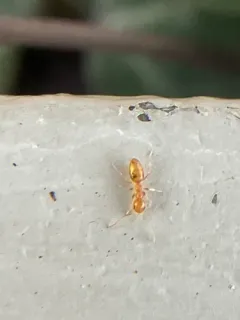 Little Yellow Ant thumbnail 2