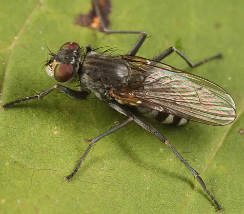 Lispe sociabilis