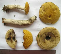 Leccinellum luteum thumbnail 4