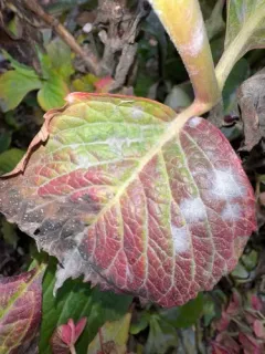 Pseudoidium hortensiae thumbnail 4