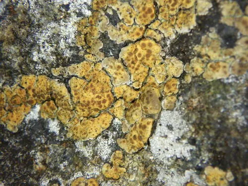 Little Emerald Lichen