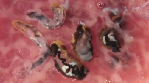 Haematoloechus longiplexus
