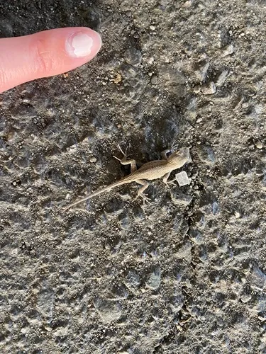 Eastern Fence Lizard