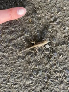 Eastern fence lizard