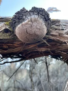 Phellinus artemisiae thumbnail 4