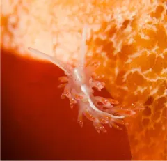 Red Sparkly Aeolid thumbnail 1