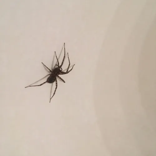 Barn Funnel Weaver