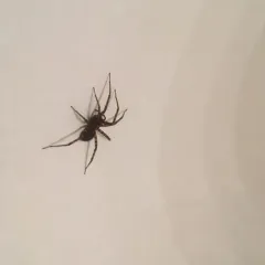 Barn Funnel Weaver thumbnail 1