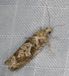 Birch Leafroller Moth thumbnail 4