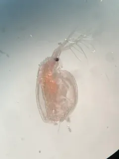 Daphnia ephemeralis thumbnail 1