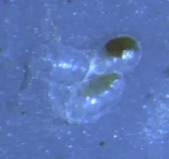 Celleporella hyalina thumbnail 4