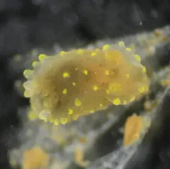Rim-backed Nudibranch thumbnail 3