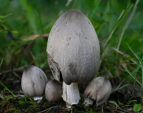 Coprinopsis pinguispora