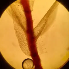 nodding thread-moss thumbnail 3