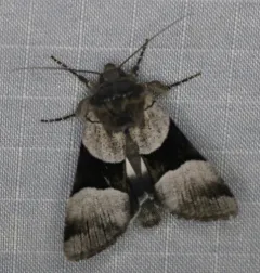 Three-striped Oncocnemis thumbnail 2