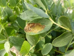 Liriomyza lathyri thumbnail 1