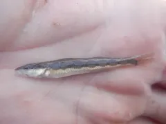 Longhead Darter thumbnail 4