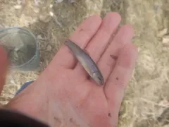 Tonguetied Minnow thumbnail 4