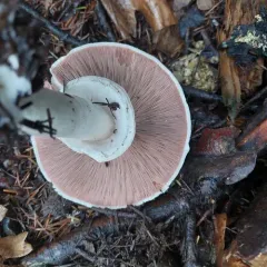 Felt-ringed Agaricus thumbnail 4