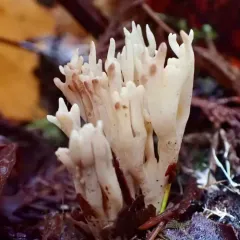 parading coral thumbnail 2