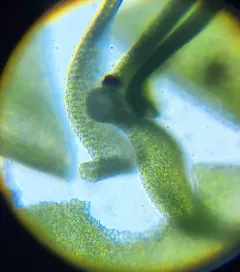 Brown Screw-moss thumbnail 3