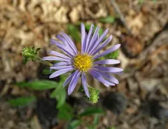 purple wood aster thumbnail 3
