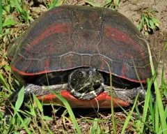 Northern Red-bellied Cooter thumbnail 4