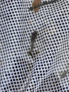 Slender Madtom thumbnail 2
