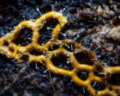 Polycephalomyces tomentosus thumbnail 3