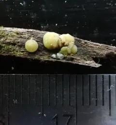 Mollisia ventosa thumbnail 2