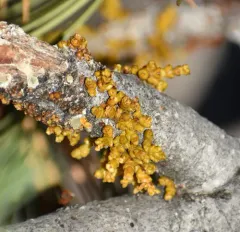 Limber Pine Dwarf-Mistletoe thumbnail 3