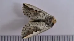 White-headed Prominent thumbnail 4
